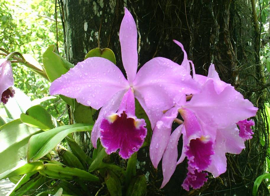 I Love Nature Flores do Brasil Algumas orquídeas de