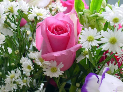 صور ورد, خلفيات ورد, صور ورود, اجمل ورد