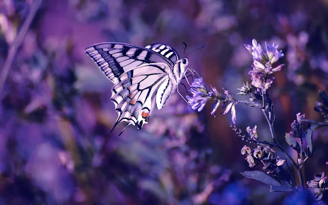 Foto van een paarse vlinder op een paarse bloem