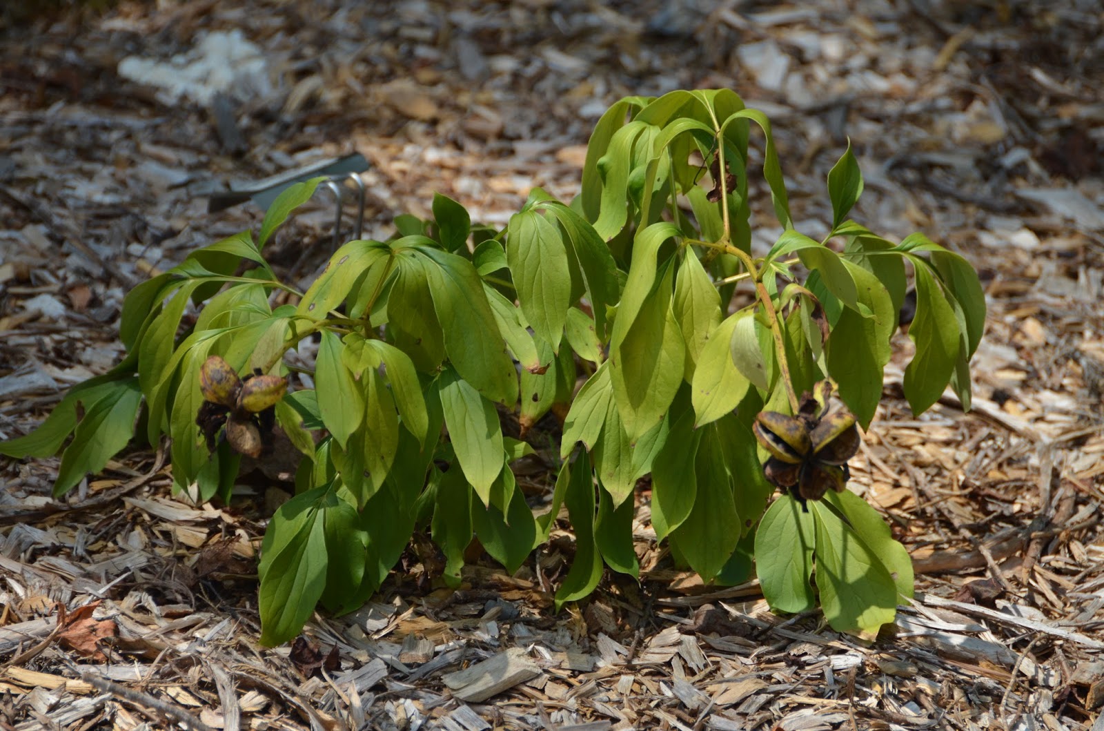 Southern Peony 2015 Dry Conditions Make Peony Foliage Wilt