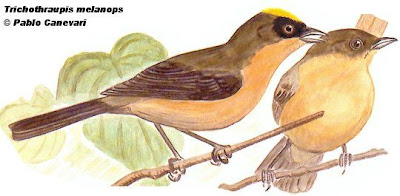 Black goggled Tanager