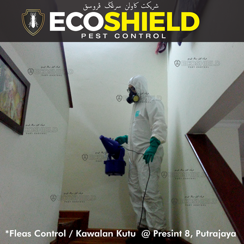 Kutu Kucing (Rumah) Precint 8, Putrajaya. Pest Control Selangor dari RM130/servis Anaianai
