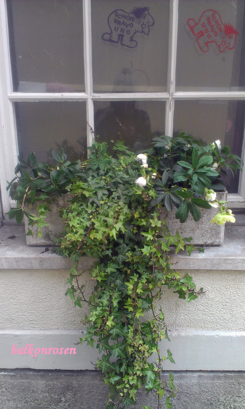 Balkonkästen im Winter Balkonrosen
