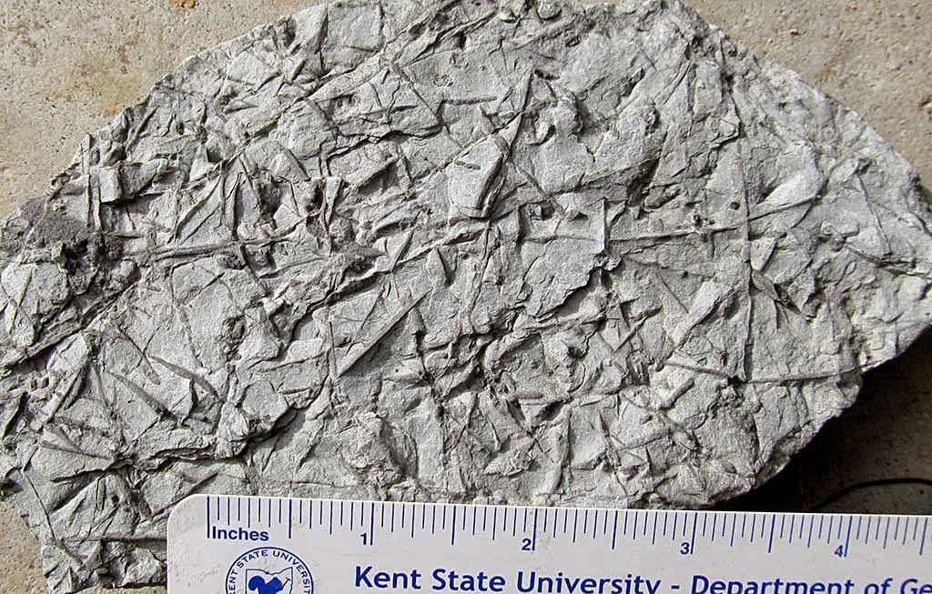 Louisville Fossils and Beyond Maysville Kentucky Trace Fossils