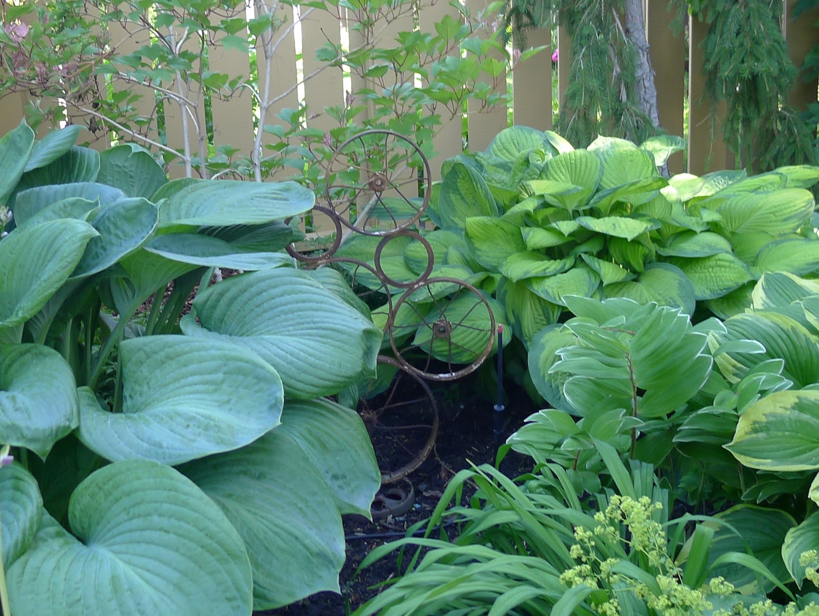 20 Of The Best Plants For Shade Install It Direct