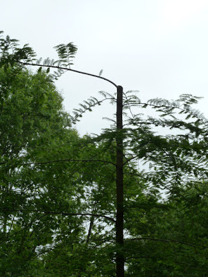 Dawn Redwood Tree, lost it's leader to storm damage
