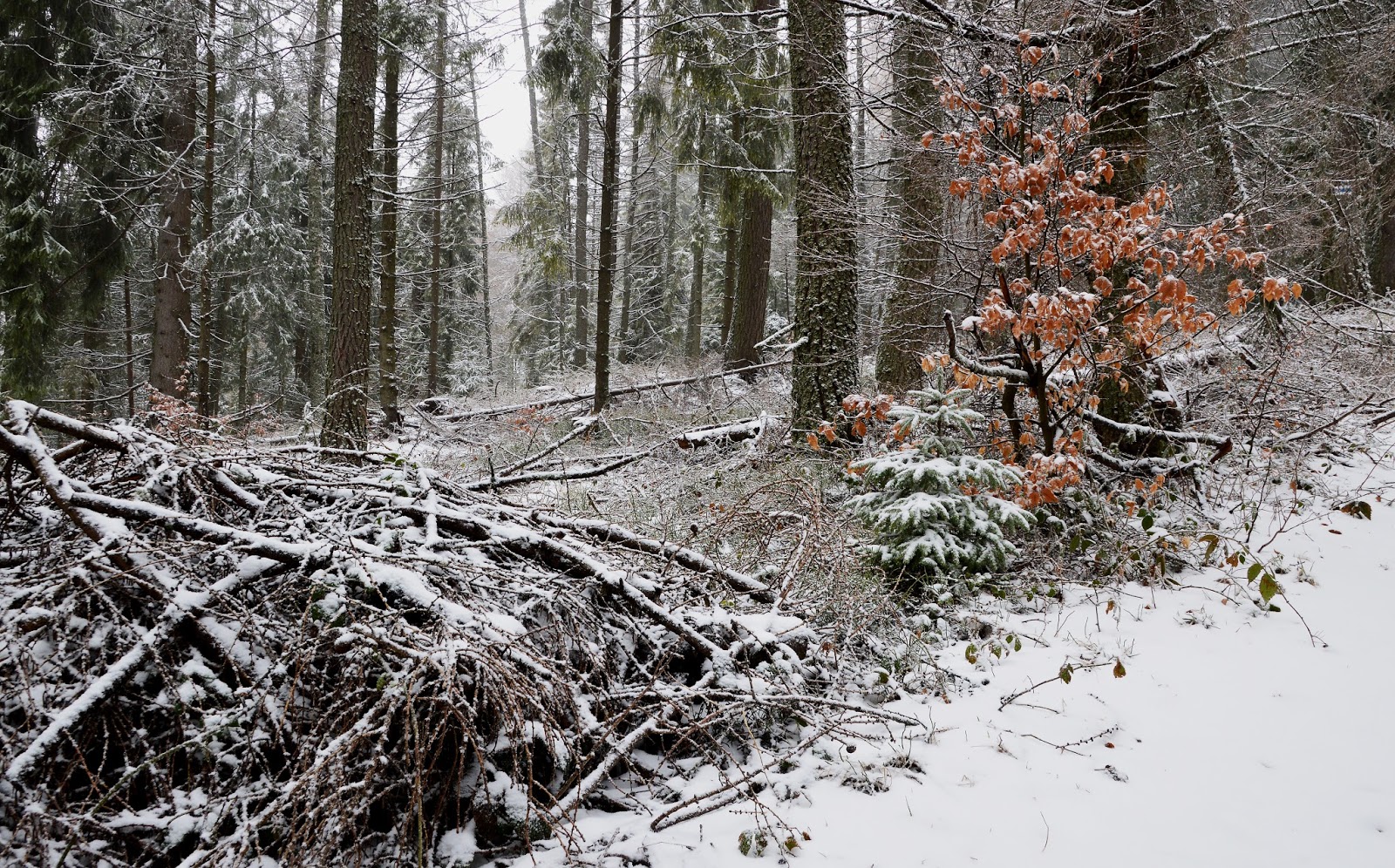 Góry Las Radziejowa Beskid Sądecki