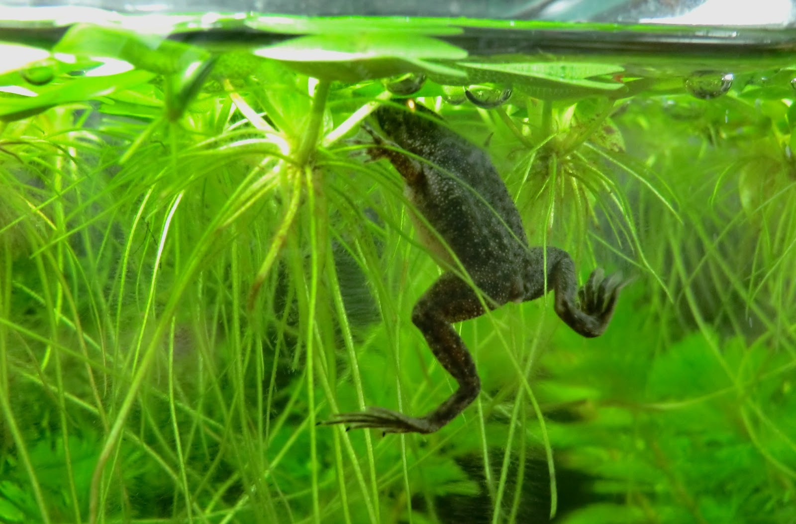 лягушка плавает. лягушки тритоны саламандры. африканская шпорцевая лягушка. лягушка карликовая hymenochirus boettgeri. террариум для лягушек.