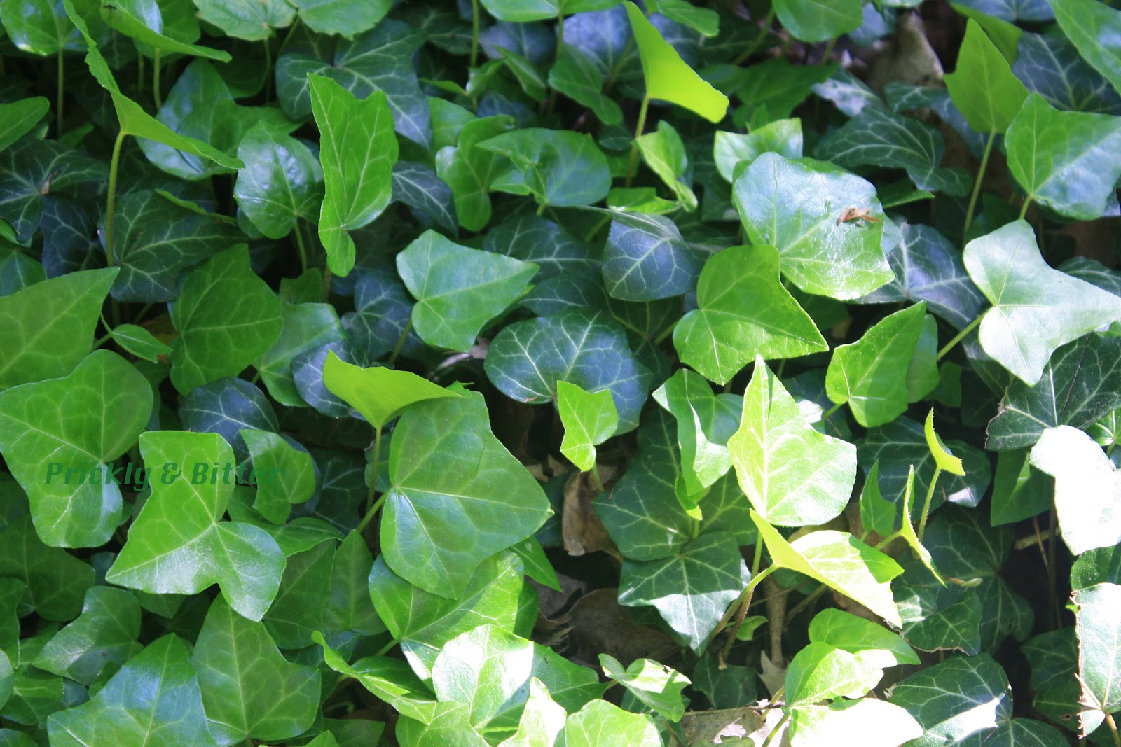 Is Ivy Invasive