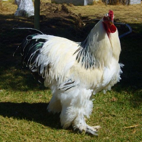 This video of a giant chicken will scare the living ...