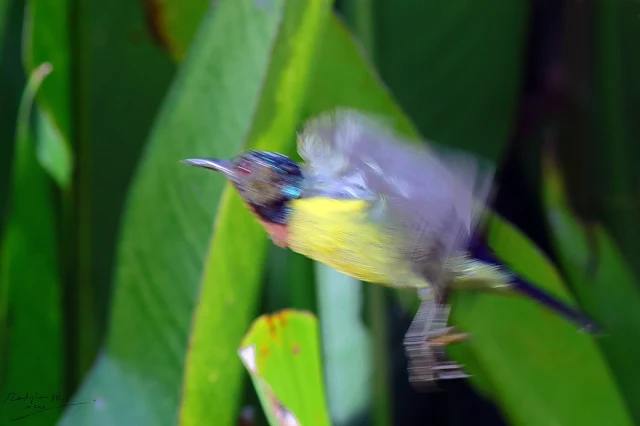 Male Sunbird jumping, Birding during Eid-Adha Holiday