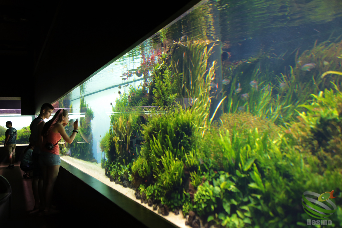 リスボン水族館！ | アピストグラマに魅せられて