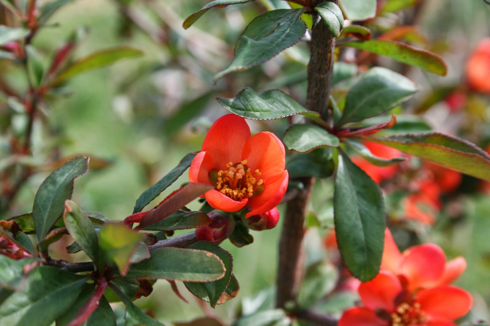 Do You Know Your Flowering Quince