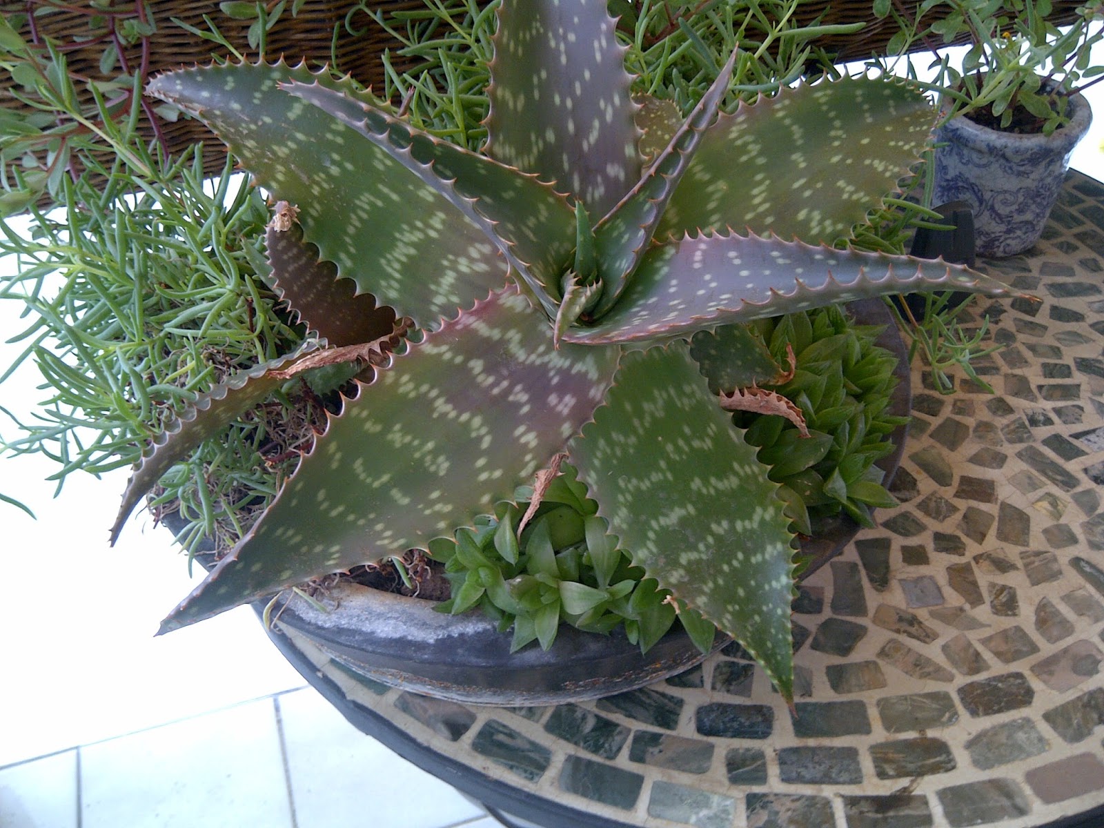 Eliminar arrugas El aloe vera planta milagrosa para el