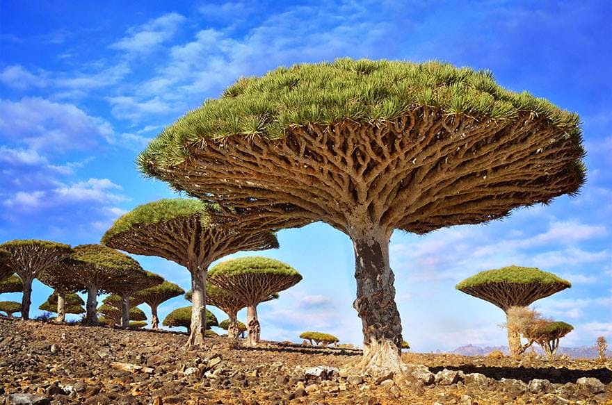 Round about the wonders of the world Beautiful exotic trees in the world
