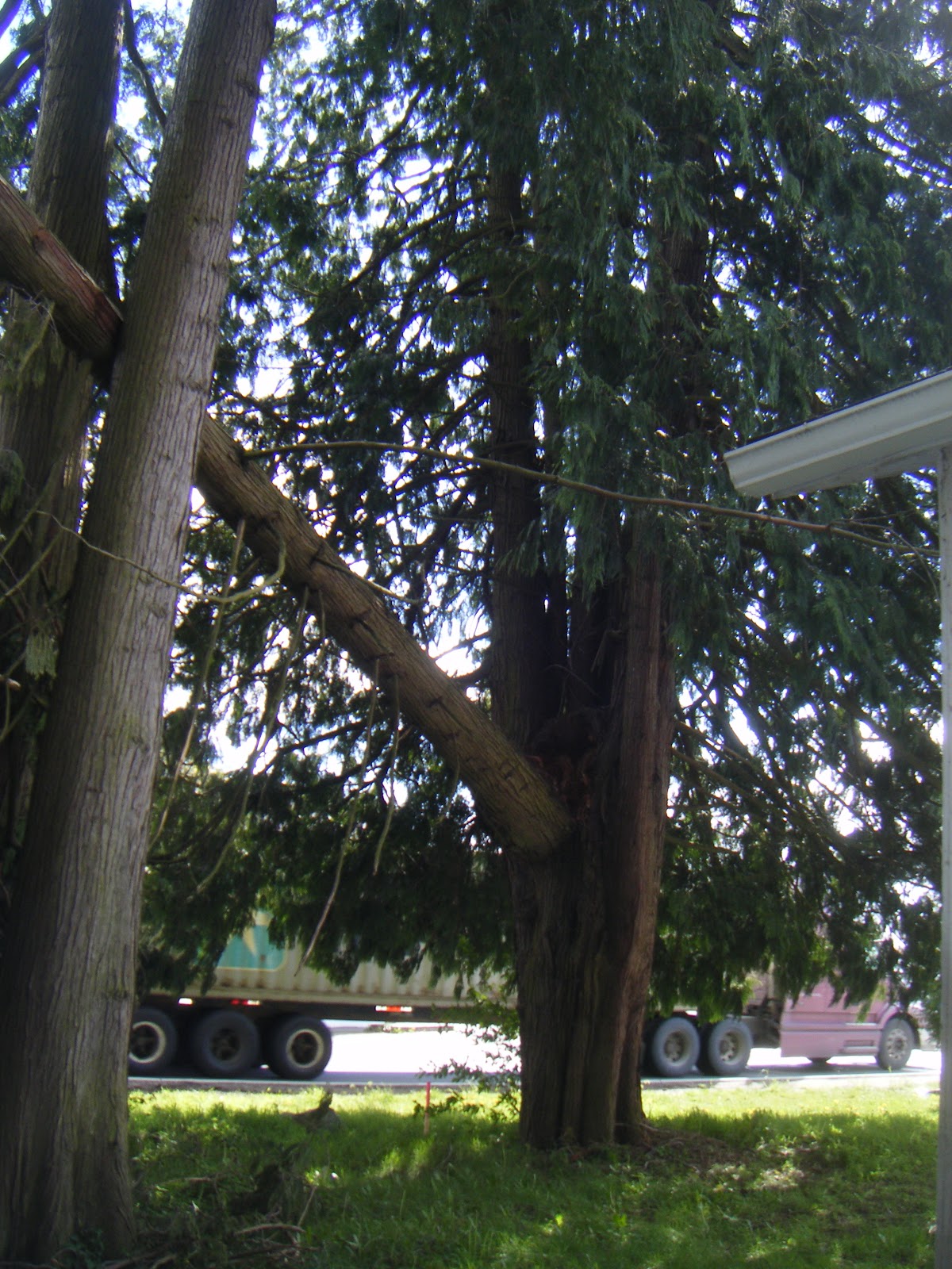 Tree Reality Dealing with Topped Trees