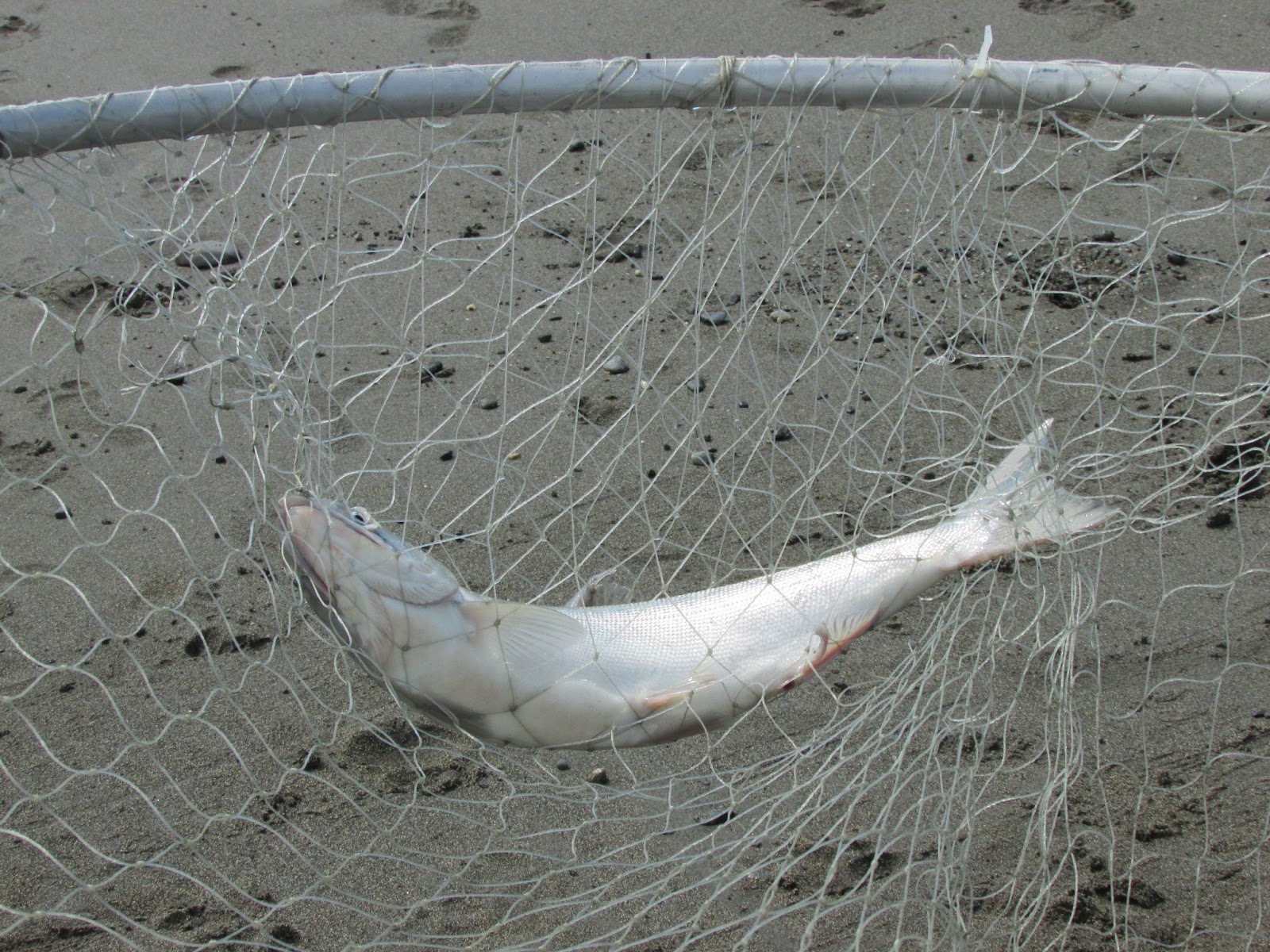 lifeisgoodak at the kenai in alaska