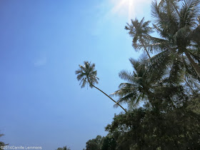 Coconut trees near Ban Nakai