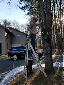 Black maple bark harvesting.