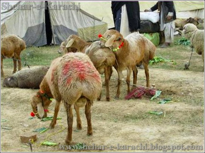 Sheep Mandi, Sheep Mandi 2015, Sheep Mandi Pictures, Sheep Mandi pics, Sheep Mandi images, Sheep Mandi photos, Sheep Mandi videos, Sheep Mandi karachi, Sheep Mandi videos youtube, Sheep Mandi youtube, Sheep Mandi dailymotion, Sheep Mandi videos dailymotion, Sheep Mandi 2015, Sheep Mandi 2015 videos, Sheep Mandi karachi videos, Sheep Mandi facebook, Sheep Mandi facebook 2015, Sheep Mandi address, Sheep Mandi pakistan, Sheep Mandi karachi Pakistan, Sheep Mandi sohrab goth, Sheep Mandi dailymotion 2015, Sheep Mandi dailymotion 2015, Sheep Mandi dailymotion 2016, Sheep Mandi dailymotion 2017, Sheep Mandi 2015, Sheep Mandi 2016 Sheep Mandi 2017, Sheep Mandi 2018, Sheep Mandi facebook 2015, Sheep Mandi facebook 2016, Sheep Mandi facebook 2017, Sheep Mandi facebook 2018, Sheep Mandi facebook 2019, Sheep Mandi qurbani, Sheep Mandi qurbani videos, Sheep Mandi qurbani pictures, Sheep Mandi qurbani 2015, Sheep Mandi qurbani 2015, Sheep Mandi qurbani 2016, Sheep Mandi qurbani 2017, Sheep Mandi qurbani facebook, Sheep Mandi qurbani dailymotion, Sheep Mandi qurbani youtube, Pan Mandi Sheep qurbani, Karachi Sheep Mandi qurbani 2015, Qurbani Sheep Mandi, Sheep Mandi wallpapers, Sheep Mandiwith songs, Sheep Mandi websites, Sheep Mandi location, Sheep Mandi contact, Sheep Mandi catwalk, Sheep Mandi 2015 prices, Sheep Mandi rate list, Sheep Mandi 2015 karachi, Sheep Mandi karachi 2015, Sheep Mandi pakistan 2015, Sheep Mandi bakra eid, Sheep Mandi bakra eid pakistan, Sheep Mandi bakra eid 2015 Pakistan, Sheep Mandi bakra eid 2015, Sheep Mandi bakra eid 2015 karachi, Eid Sheep Mandi 2015, Eid Sheep Mandi 2015, Eid Sheep Mandi 2016, Eid Sheep Mandi 2017, Sheep Mandi express, Sheep Mandi rawalpindi 2015, Sheep Mandi rawalpindi 2015, Sheep Mandi rawalpindi 2016, Sheep Mandi rawalpindi 2017, Sheep Mandi rawalpindi rate, Sheep Mandi rawalpindi Pictures, Today Sheep Mandi, Top Sheep Mandi, The Sheep Mandi, Sheep Mandi updates, Sheep Mandi 2015 updates, Sheep Mandi in karachi, Sheep Mandi in pakistan, Sheep Mandi india, Sheep Mandi islamabad, Sheep Mandi in karachi 2015, Sheep Mandi in pakistan 2015, Sheep Mandi in karachi video dailymotion, Sheep Mandi in Pakistan video dailymotion, Sheep Mandi on facebook, Sheep Mandi online, Sheep Mandi online 2015, Sheep Mandi olx, Sheep Mandi pics 2015, Sheep Mandi pictures 2015, Sheep Mandi pics karachi, Sheep Mandi 2015, Sheep Mandi at karachi, Sheep Mandi at karachi 2015, Sheep Mandi all pic, Sheep Mandi all pic 2015, asia Sheep Mandi, asia Sheep Mandi 2015, afridi Sheep Mandi 2015, afridi Sheep Mandi, Sheep Mandi sohrab goth 2015, Sheep Mandi sohrab goth 2015, Sheep Mandi sohrab goth 2016, Sheep Mandi sohrab goth 2017, Sheep Mandi sukkur 2015, Sheep Mandi dilpasand, Sheep Mandi dubai, Sheep Mandi for sale, Sheep Mandi flight, Sheep Mandi fsd, Sheep Mandi faislabad, Sheep Mandi games, 2015, Sheep Mandi games 2015, Sheep Mandi hyderabad, Sheep Mandi highway, Sheep Mandi hyderabad 2015, Sheep Mandi lahore, Sheep Mandi lasania, Sheep Mandi live, Sheep Mandi funny clips 2015, Big Sheep Mandi 2015, Sheep Mandi new 2015, new Sheep Mandi karachi 2015, Sheep Mandimovie, Sheep Mandi multan, Sheep Mandi malir, Sheep Mandi map, bakra Mandi, bakra Mandi 2015, bakra Mandi Pictures, bakra Mandi pics, bakra Mandi images, bakra Mandi photos, bakra Mandi videos, bakra Mandi karachi, bakra Mandi videos youtube, bakra Mandi youtube, bakra Mandi dailymotion, bakra Mandi videos dailymotion, bakra Mandi 2015, bakra Mandi 2015 videos, bakra Mandi karachi videos, bakra Mandi facebook, bakra Mandi facebook 2015, bakra Mandi address, bakra Mandi pakistan, bakra Mandi karachi Pakistan, bakra Mandi sohrab goth, bakra Mandi dailymotion 2015, bakra Mandi dailymotion 2015, bakra Mandi dailymotion 2016, bakra Mandi dailymotion 2017, bakra Mandi 2015, bakra Mandi 2016 bakra Mandi 2017, bakra Mandi 2018, bakra Mandi facebook 2015,