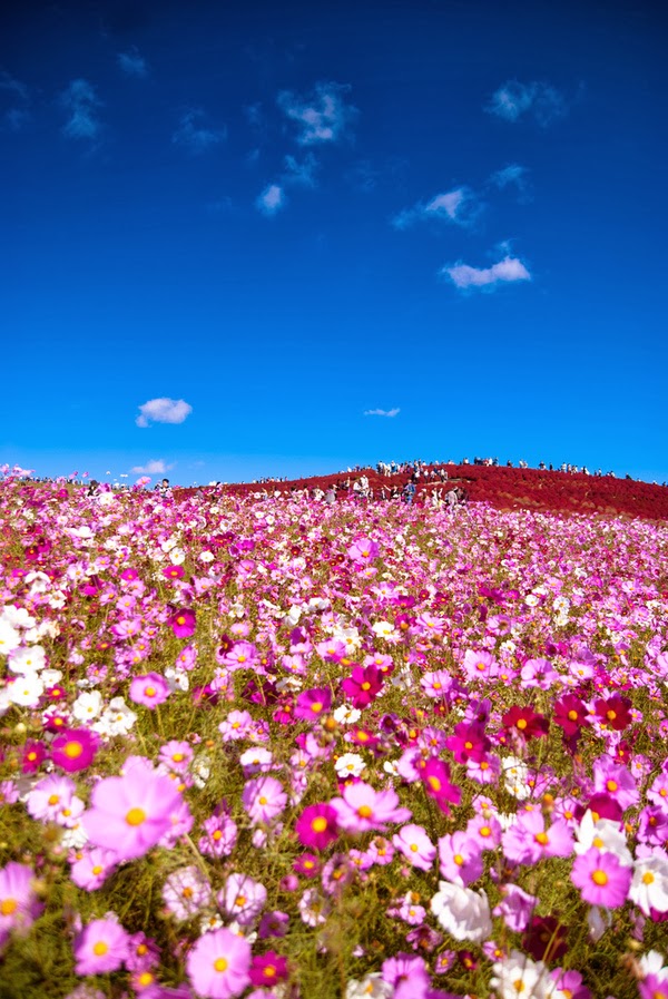 Hi: Five Flower Fields that Transform Spring into a Surreal Wonderland