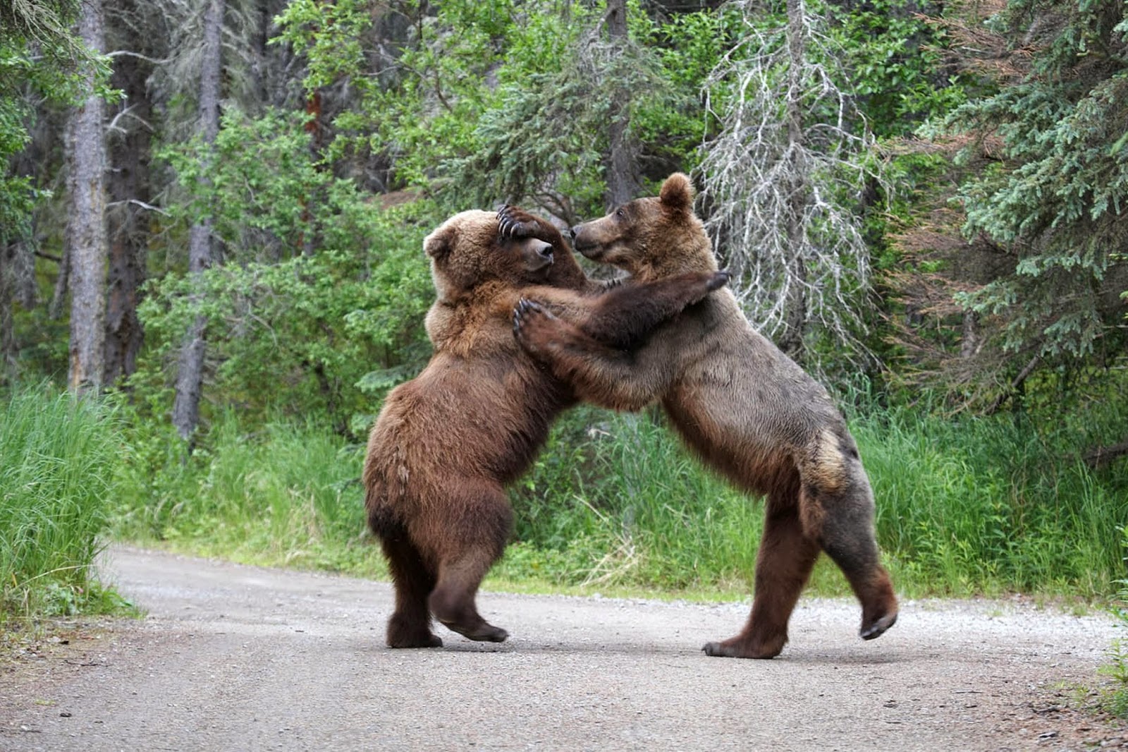 Animals Fighting HD Wallpapers (Wild Animals Images Free Download)
