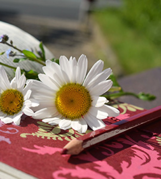 Darf Ich Meinen Garten Vorstellen Mayodans Blog