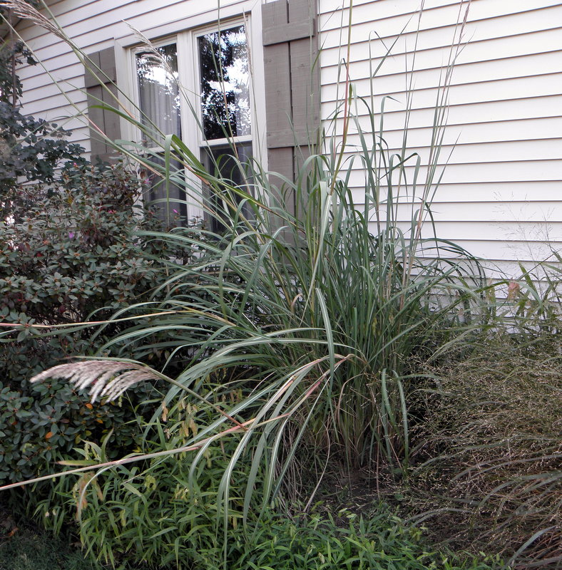 Woodchuck Acres Got floppy grass?