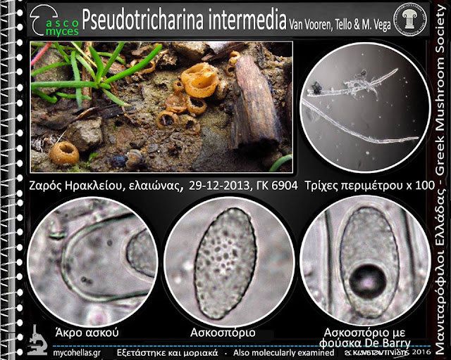 Pseudotricharina intermedia Van Vooren, Tello & M. Vega