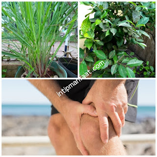 Manfaat Daun Salam Dan Sereh Khasiat Untuk Obat Asam Urat  serai bukan hanya digunakan sebagai bumbu pelengkap masakan agar memiliki aroma wangi nam Manfaat Daun Salam Dan Sereh Khasiat Untuk Obat Asam Urat