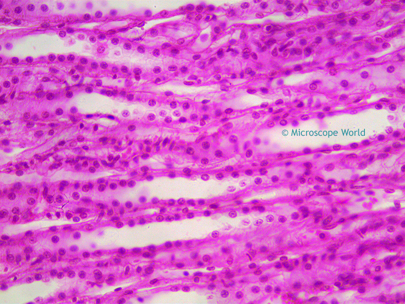 Microscope World Blog January 2017