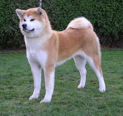 I Love Indo 4 Jenis Anjing Dengan Harga Termahal Di Dunia