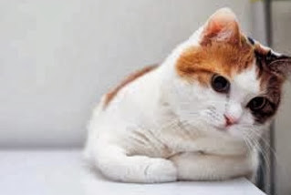 Gambar kucing lucu kepo Download Wallpaper Kucing Lucu, Imut dan Menggemaskan