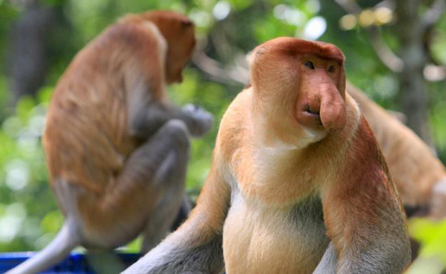 300 Gambar Flora Dan Fauna Negara Laos Terbaik Infobaru