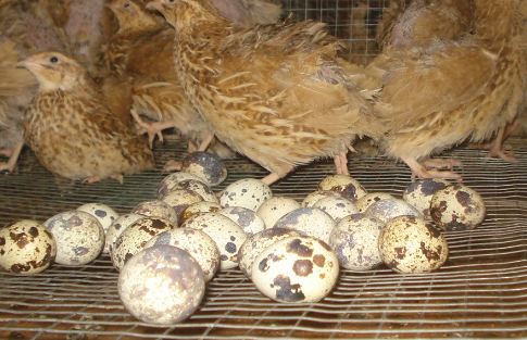 Analisis Usaha Budidaya Ternak Burung Puyuh 100 Ekor Website Hewan