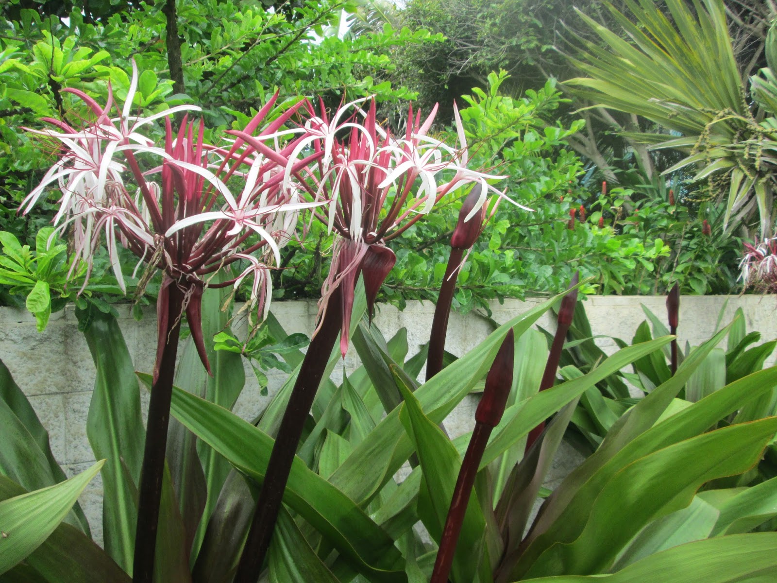 Garden Notes from Hawaii HAWAII SPIDER LILY (Crinum asiaticum, Crinum