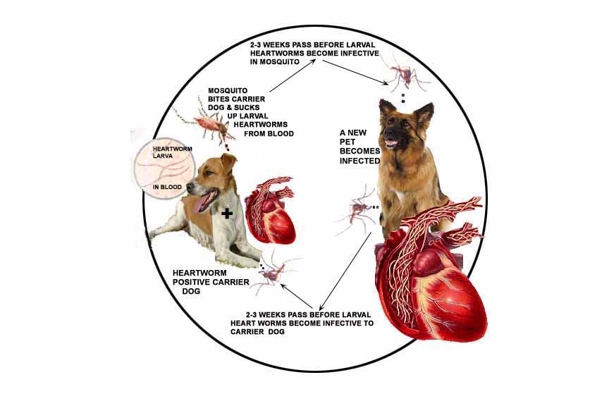 All about dogs and other interesting stuff... Heartworms Clinical Signs