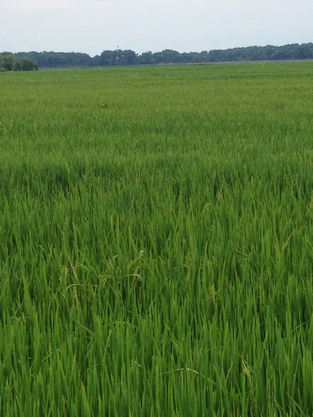 Growing the Conversation by Valley Irrigation Another Great Year for