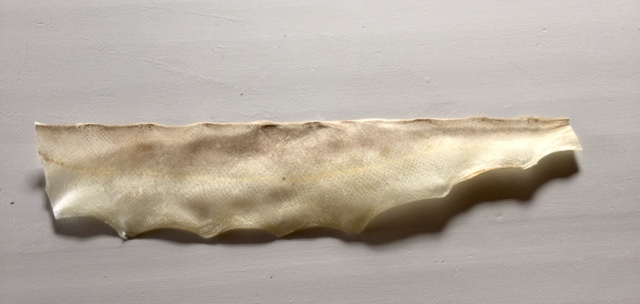 The Pressbengel Project: Exploring German bookbinding traditions and ...