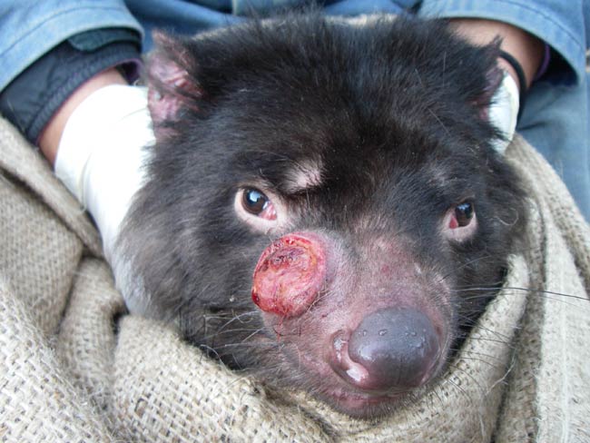Tasmanian Devil Facial Tumour 121