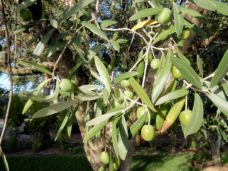 Discovering Herbal Medicine Olive Leaf Shortens the Duration of Colds