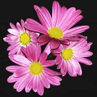 Flores Imagenes de lindas flores color lila