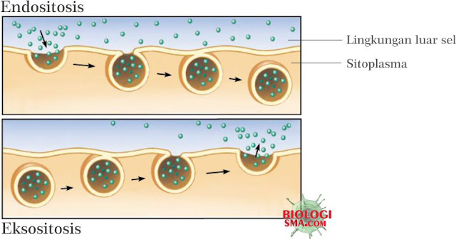 Eksositosis dan Endositosis