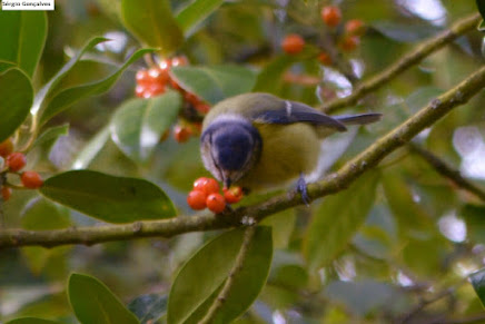 Chapim-azul - Cyanistes caeruleus