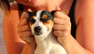 Louise loves getting her ears rubbed Louise loves getting her ears rubbed