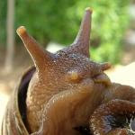snail talking