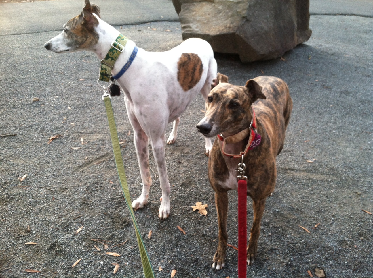 Pawstcards from Hampton Roads Cherry Park, Rock Hill SC