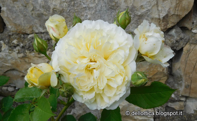 rosa orto erbe aromatiche e officinali nel giardino visitabile della fattoria didattica dell ortica a Savigno Valsamoggia Bologna vicino Zocca in Appennino