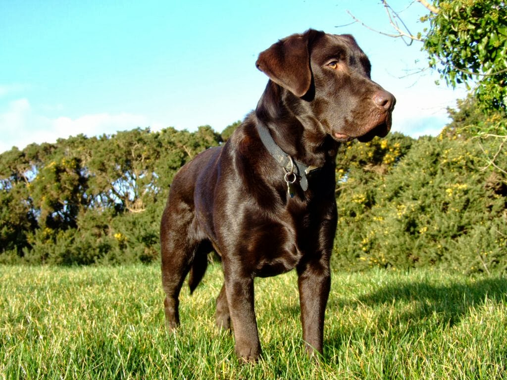 Dog Breed Directory: Labrador Retriever Dog Breed