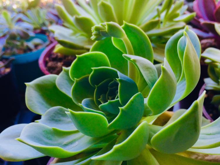 Succulents Cebu and Cactus Collection Cassiel's Succulent World Fine